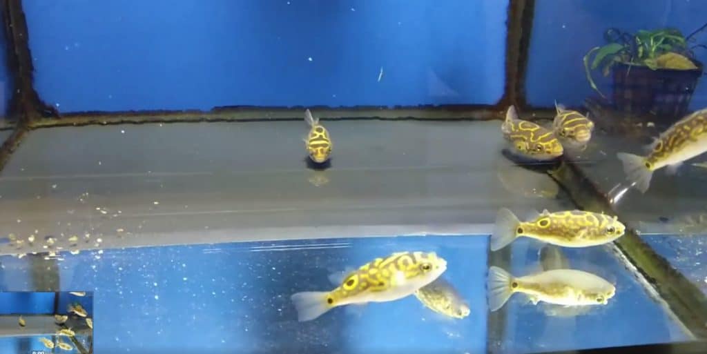 ¡¡Nos han llegado unos peces globo Tetraodon biocellatus que son la caña de España!! ¡Grandes, preciosos, hermosos, comiendo de maravilla y a muy buen precio! No te pierdas nuestro vídeo de facebook.