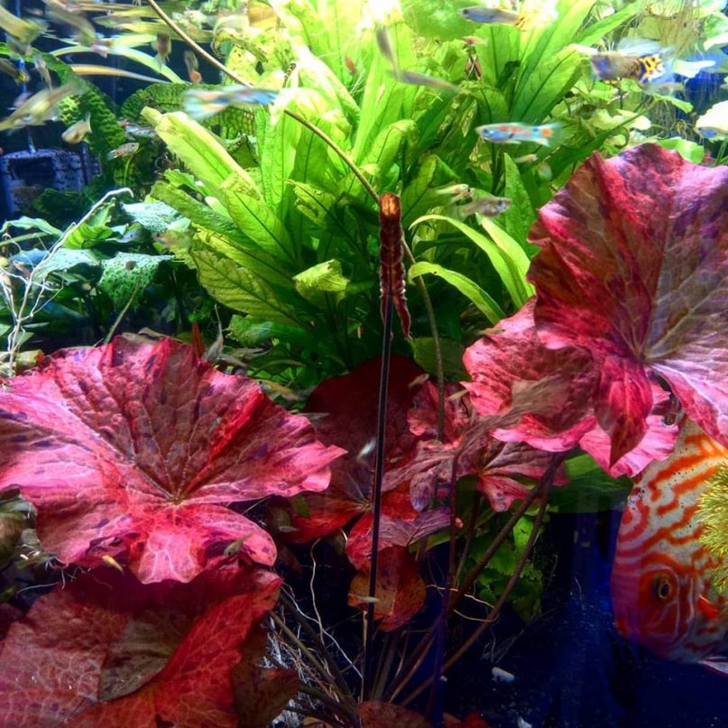 Los Tigger lotus se están poniendo geniales en nuestro acuario de plantas. Además le sirven de refugio a nuestros discos, jeje. ¡No te quedes sin el tuyo!