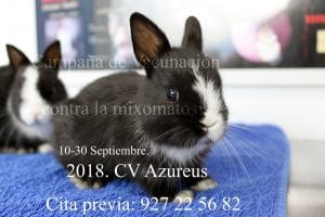 La vacunación de los conejitos es muy importante para prevenir las enfermedades víricas. Hay que vacunarlos a partir de los 3 meses de vida. Si tu conejito es un gazapo, las pautas de vacunación difieren ligeramente de las campañas de vacunación normales, pregúntanos y te informamos ;)