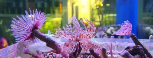 ¡En el último pedido de marino han venido unos plumeros espectaculares! Y las fotos que puedes echarles con las nuevas lentes para móviles de DD son la leche :D