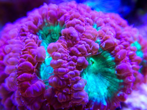 Tenemos preciosos esquejes de Blastomussa welssi que te quitarán el hipo ;)