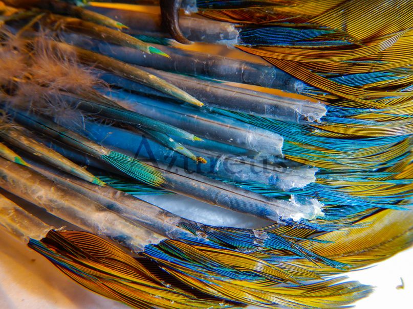 En los pollos de las aves que empluman por primera vez es normal que todas las plumas salgan de golpe, como las plumas de esta cola de un guacamayo. Hay que revisar que los cañones estén abriéndose correctamente para que ninguna se quede enquistada o pueda generar un problema.