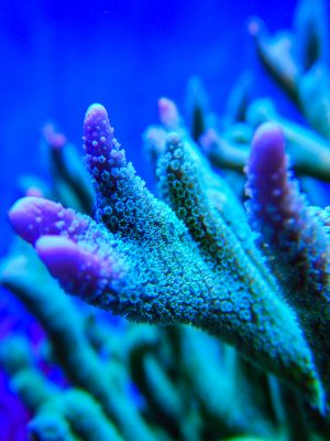 Las montiporas digitatas son uno de los corales donde más se notan las puntas de crecimiento. A medida que van calcificando el tejido nuevo, comienzan a formarse los diminutos pólipos en su interior.