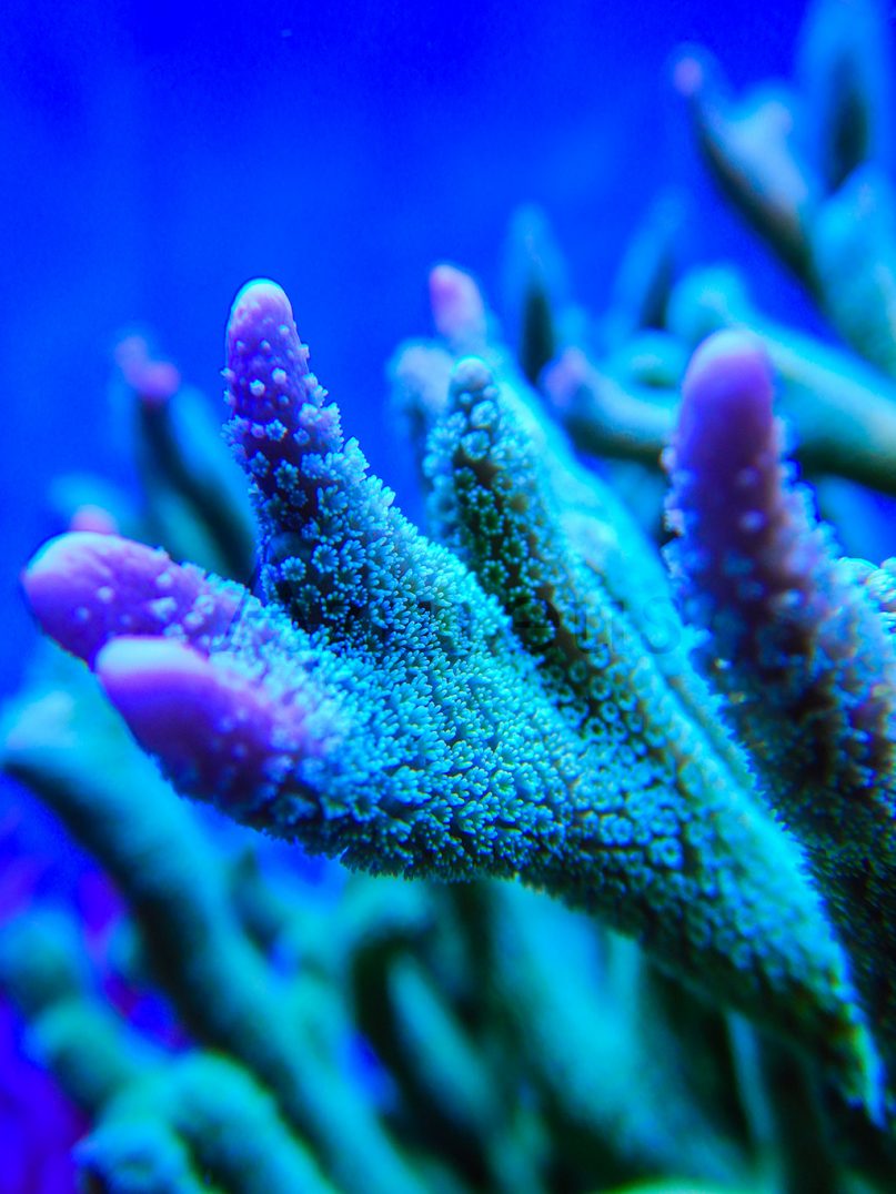 Las montiporas digitatas son uno de los corales donde más se notan las puntas de crecimiento. A medida que van calcificando el tejido nuevo, comienzan a formarse los diminutos pólipos en su interior.