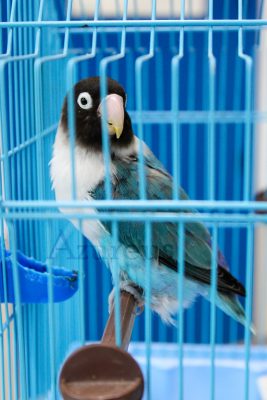 Si ves a tu peque emplumado con una dilatación en la parte baja del abdomen (en su caso, celoma) te recomendamos que vayas a una visita al veterinario de exóticos, pues puede estar dándote los primeros avisos de un problema grave ;)