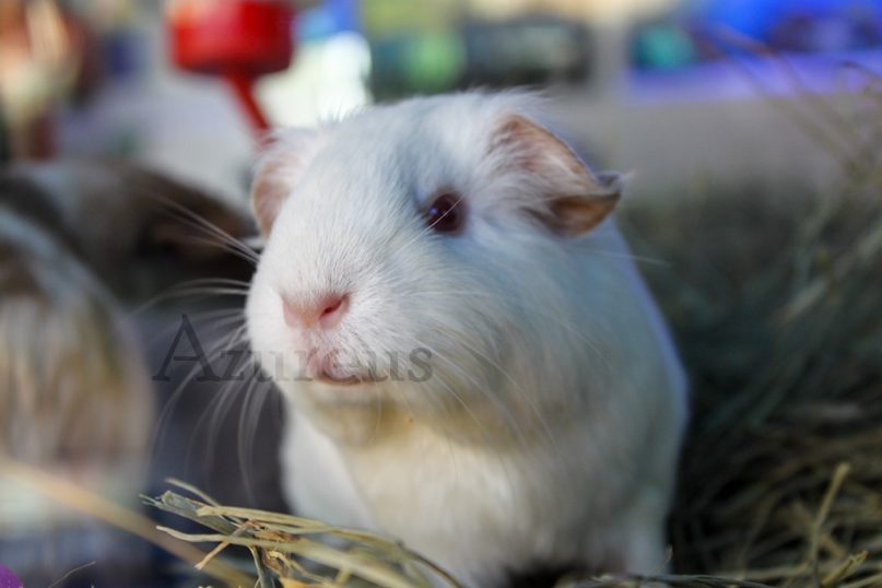 La nariz de una cobaya tiene que estar siempre perfectamente limpia y sin restos de suciedad o mocos.