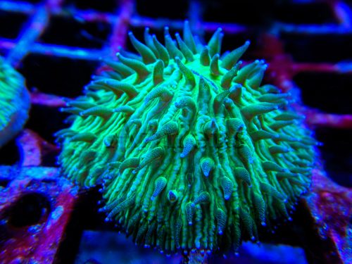 Los cycloseris son primos-hermanos de las fungias. Más pequeñitos, tienden a moverse si algo no les gustan (y vaya si se mueve, más de 10 cm por día si quieren).