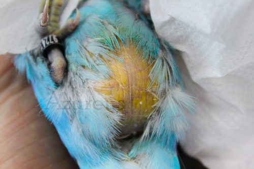 Este pequeño agapornis tenía una inflamación tremenda en la parte del abdomen. Todo lo amarillo que véis es grasa, pero es que además tiene el hígado muy dañado y le comprime los pulmones. Si notas algo así, te recomendamos que acudas rápidamente a tu vet de exóticos ;)