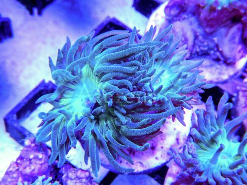 Esqueje de duncannopsammia recién preparado