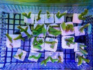 Esquejes de montipora digitata green ultra recién preparados