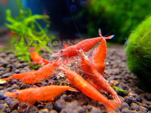 Qué colores están cogiendo las sakura red en nuestros acuarios. ¡¡Y muchas de ellas ya tienen huevos!! No te las pierdas.