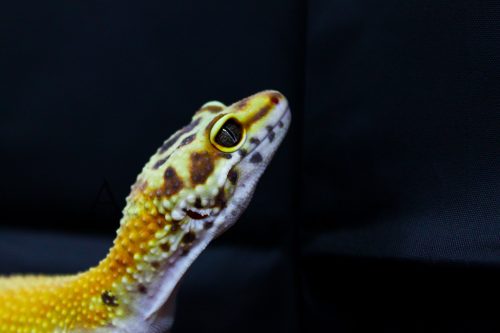 Nuestros geckitos leopardo están poniéndose preciosos, y son muy curiosos por la noche :D