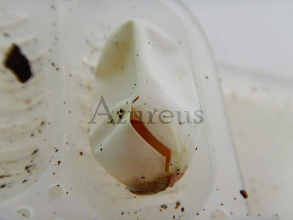 Alien... el 8º pasajero... en Azureus. Entradas ya disponibles en tienda de mascotas favorita :)