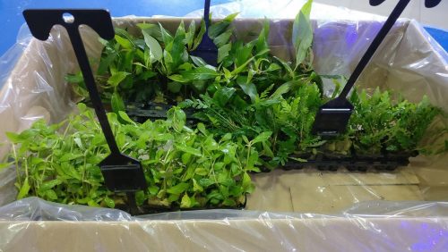 ¡Un montón de plantitas nuevas en Azureus ya disponibles!