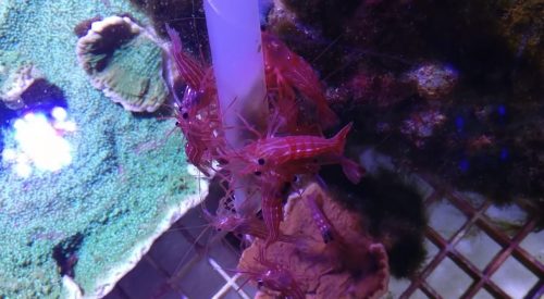 ¡Nuestras lysmatas se vuelven locas con el Masstick!