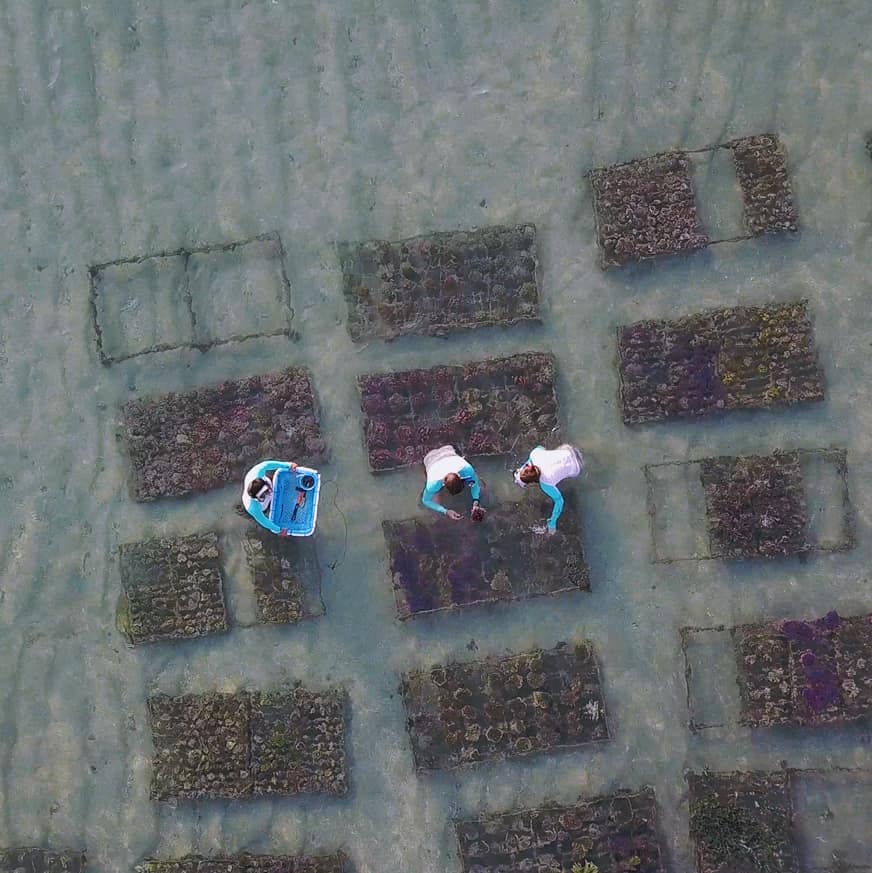 Los integrantes de Ocean Gardener hacen una muy buena labor tanto de recuperación de zonas de arrecife artificial, como de cultivo de corales para la venta en el hobby además de ser un centro de educación de la vida marina.