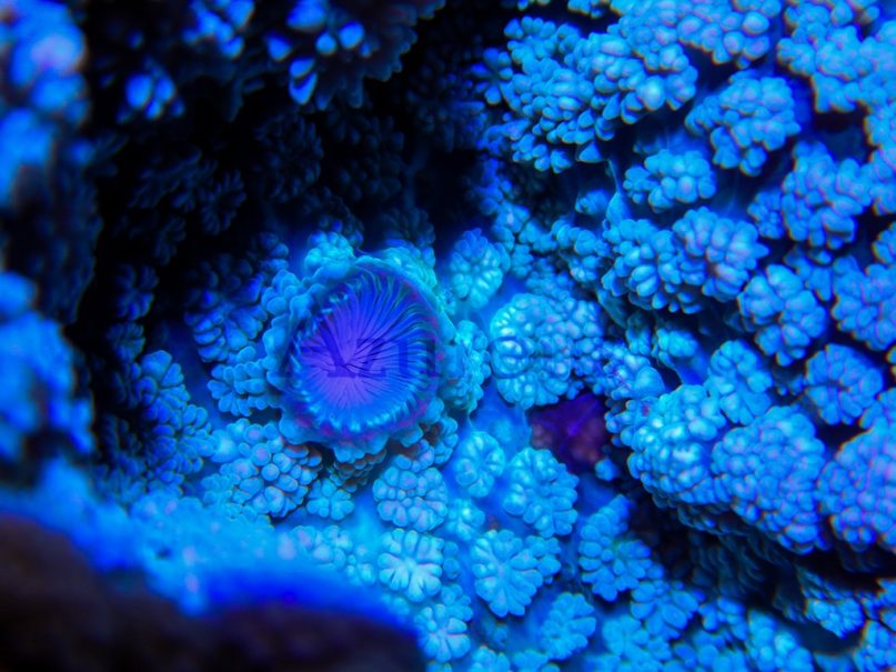 Boca de un coral Rhodactis aumentada