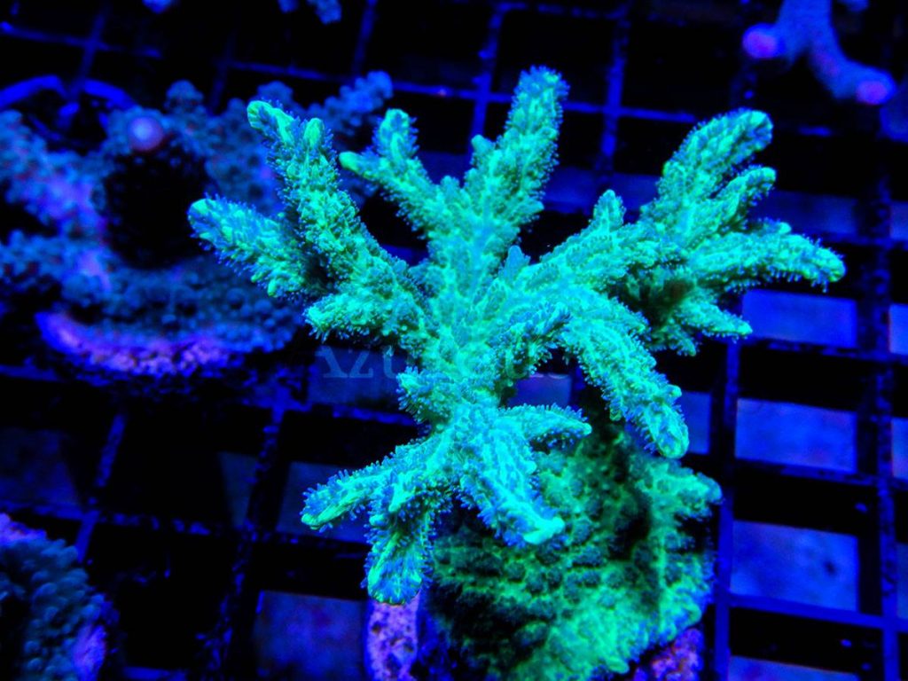 Las hydnophoras son corales de crecimiento lento o moderado, con un verde intenso que deslumbra bajo actínicos. Y pueden comer artemia y otros bichillos si se lo dejas en sus pólipos. ¡Ojito! Que son bastante agresivas con otros corales, no dejes que los toquen.