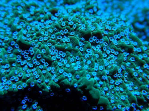 Vista aumentada de los pólipos de una montipora plato verde