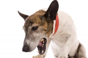 La tos de las perreras en los perros afectados es bastante aparatosa, y parece que los animales se ahogan cuando tosen varias veces seguidas.