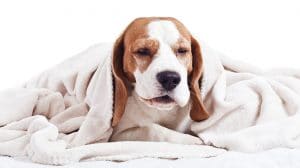 Al igual que nuestros constipados, aparte de un tratamiento adecuado, durante los días que tu perro esté enfermo, conviene que no coja frío.