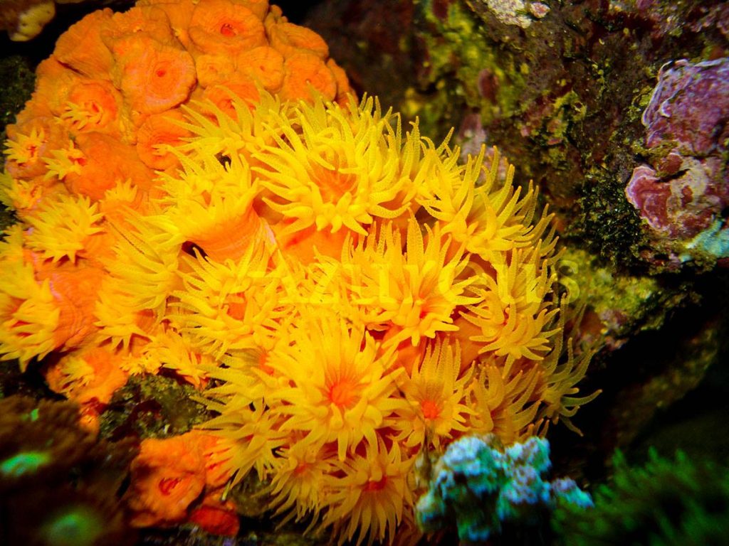 Las tubastreas son corales espectaculares. Y si las acostumbras bien, las verás con los pólipos extendidos durante el día también.