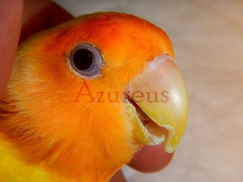 Agapornis con el pico areglado