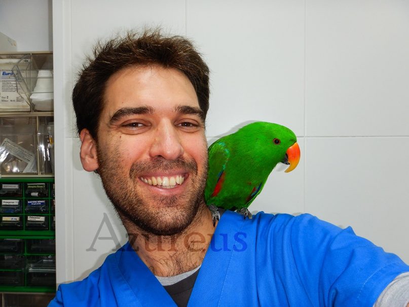 Alejandro con Rufo (Eclectus roratus)