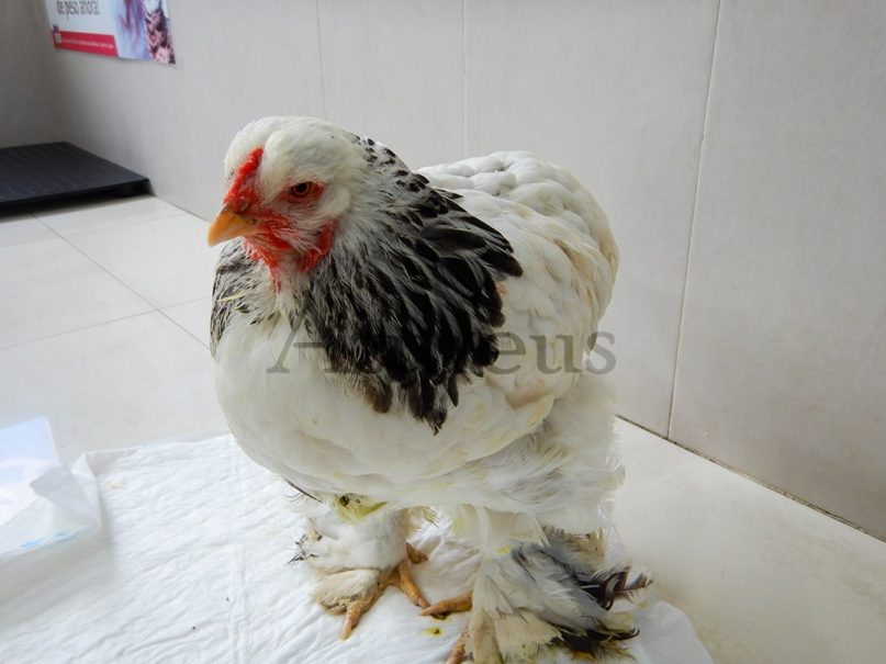 La gallina Guapa