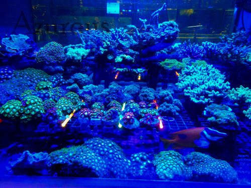 Nuestro huertito de esquejes de coral está precioso