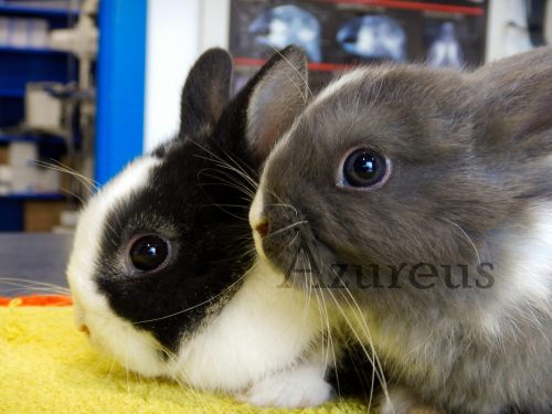 Conejitos en Azureus