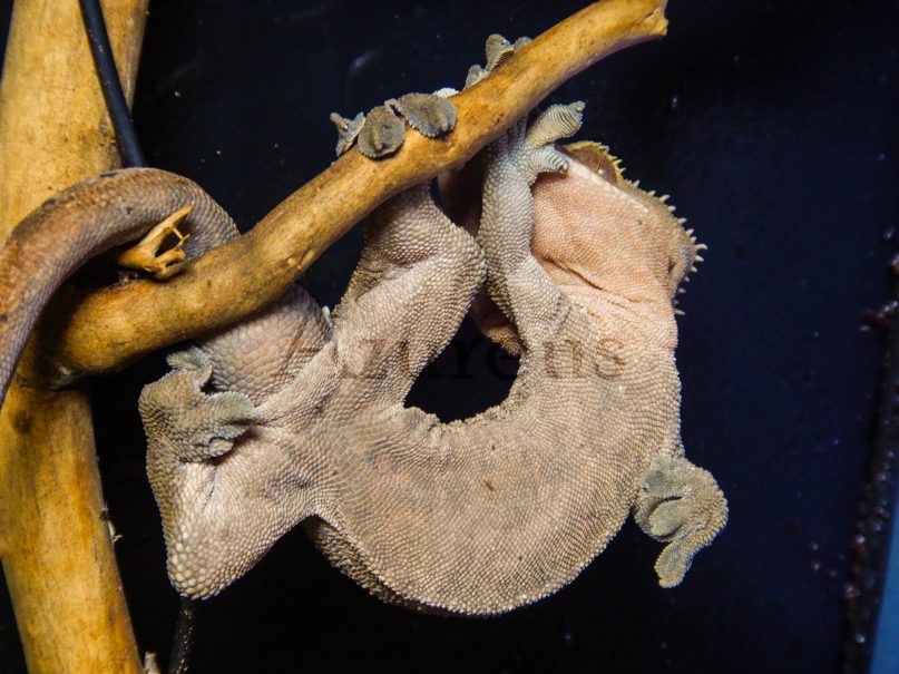 Uno de los rhacodactylus ciliatus que mantenemos en la tienda de mascotas Azureus.