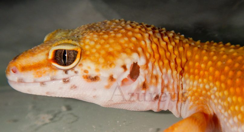 Gecko leopardo en nuestra tienda de mascotas.