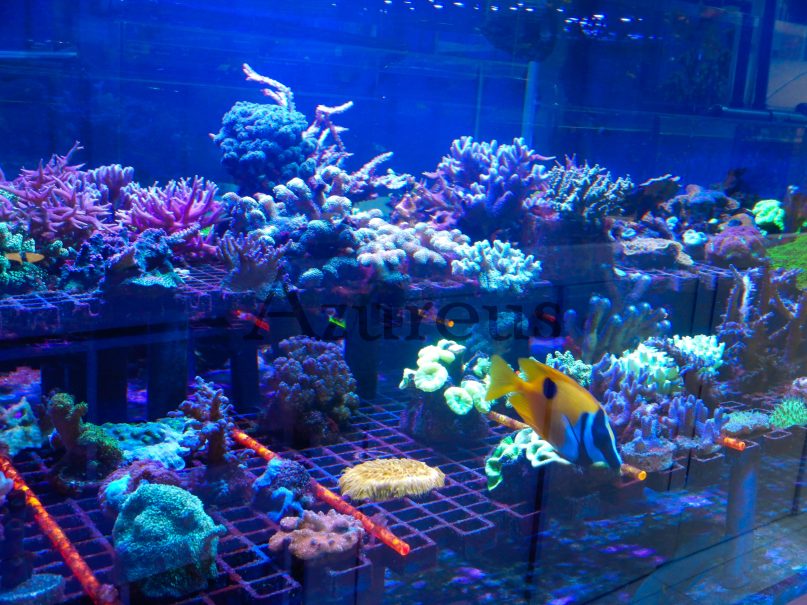 Nuestra huerta de corales :)