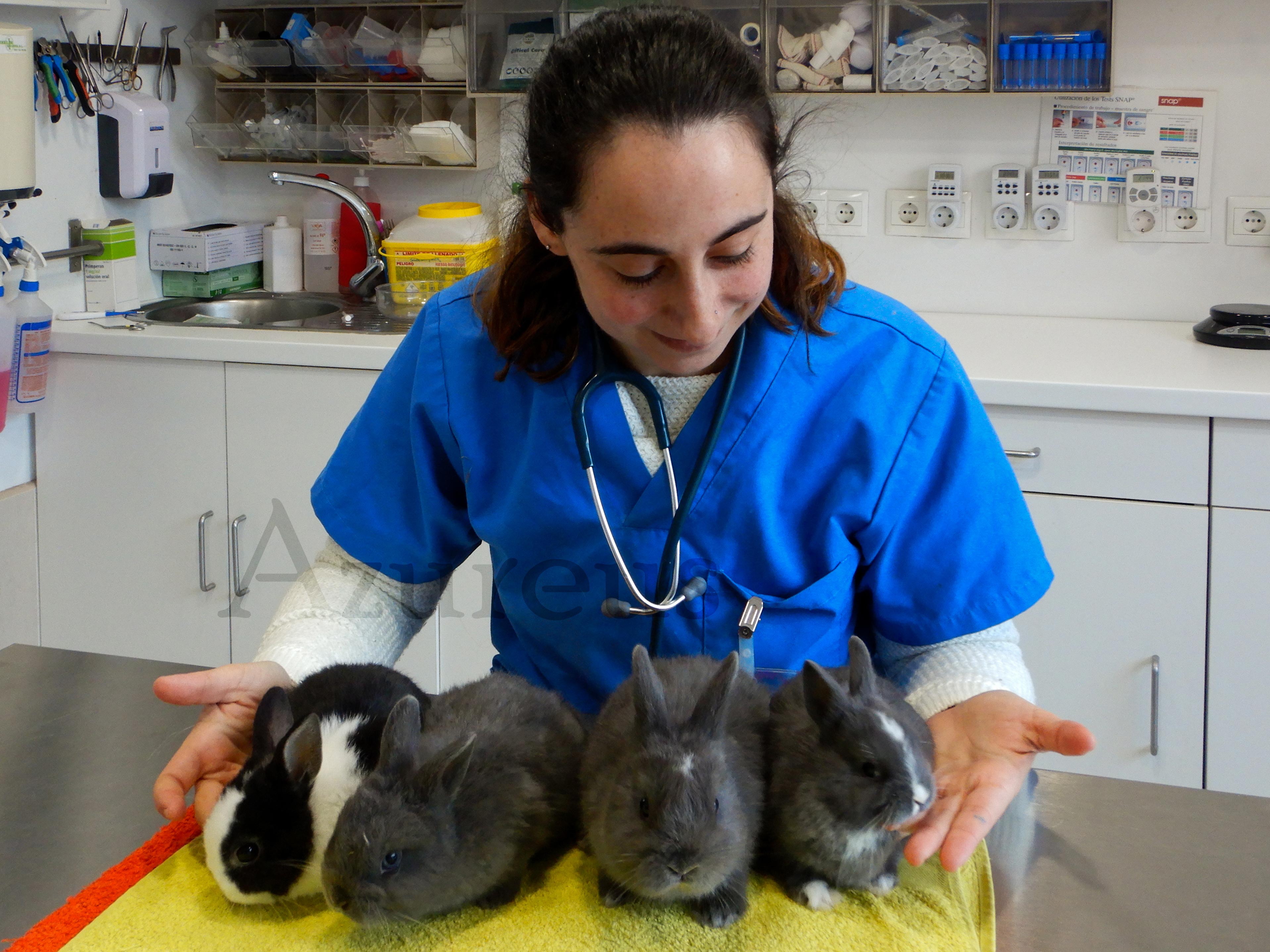 Mi Conejo Se Caga Por Todas Partes Mi conejo no come ¿Qué le pasa? - Azureus