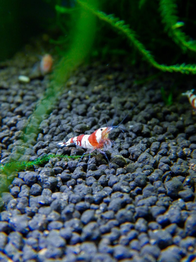 Gamba de agua dulce