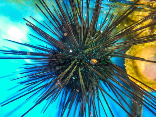 Los erizos diadema son unos potentes comedores de algas. Y además también combaten eficazmente ciertas plagas de hidrozoos.