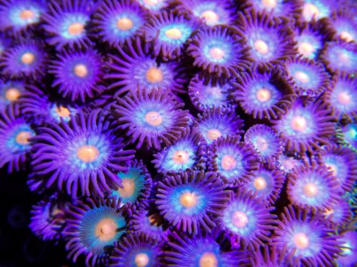 Zoanthus de color malva.