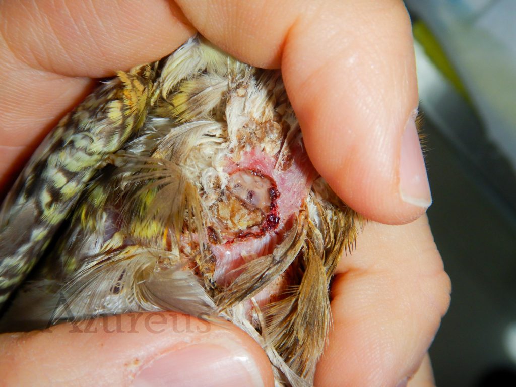 Agujero producido por quemadura en el buche de una ninfa