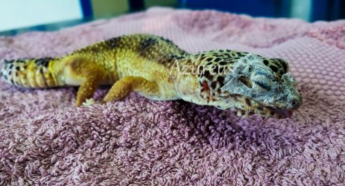 Gecko leopardo con retención de muda