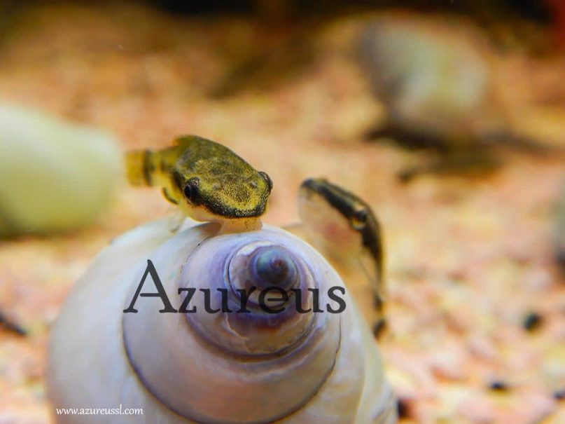 Los otocinclus no dejarán nada sin limpiar. Estos voraces y simpáticos peces lo limpian todo sistemáticamente.