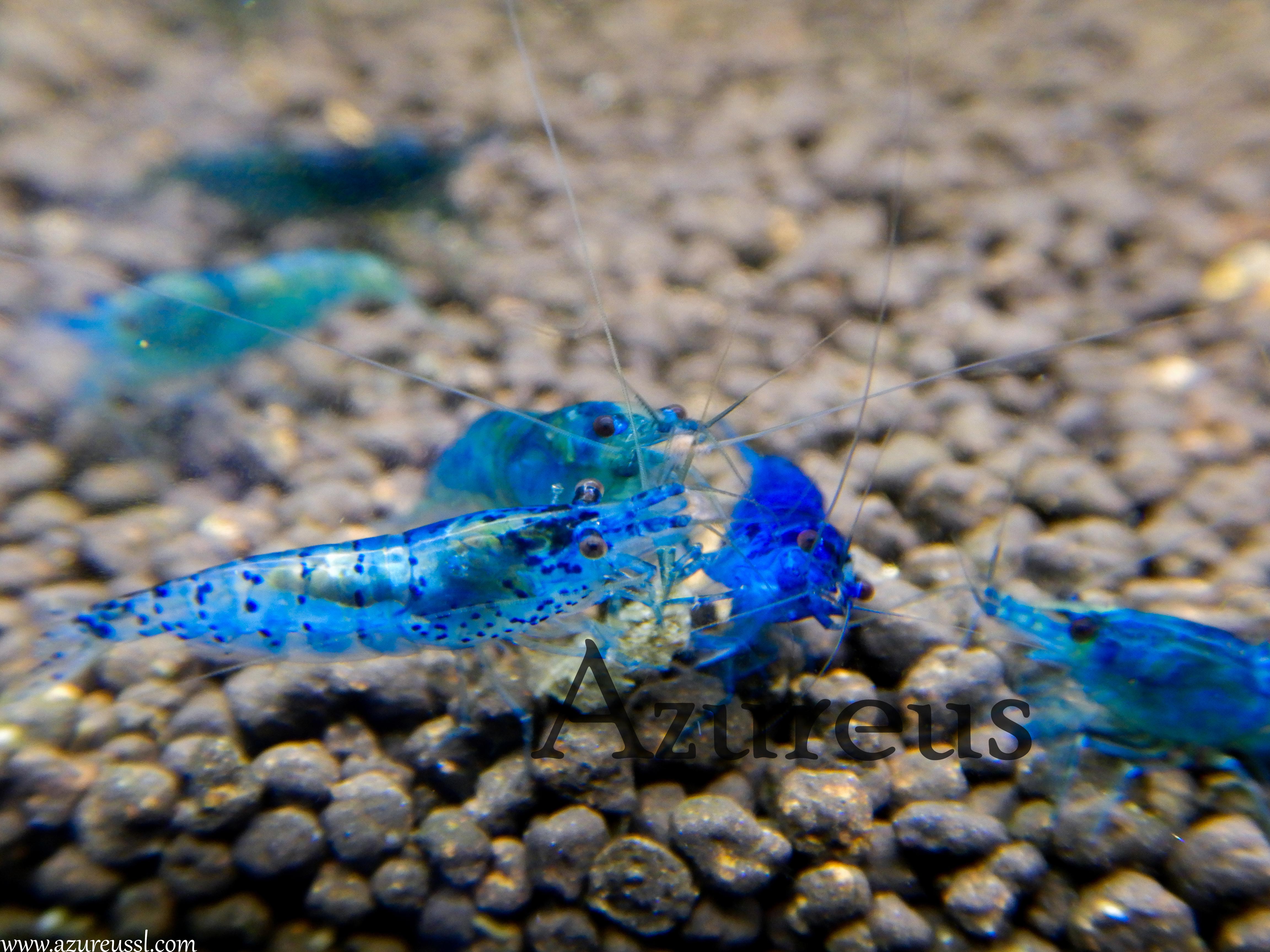 Gambas Blue Jelly.