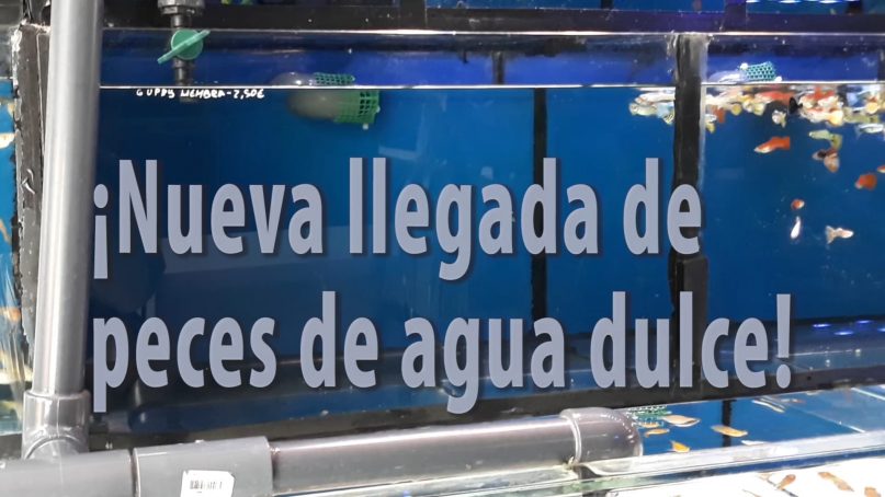 Llegada de peces de agua dulce a Azureus