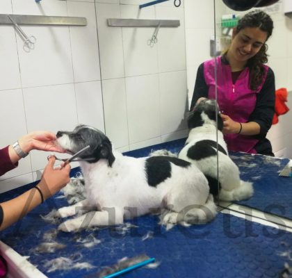 Nuestro simpático Brus en la peluquería.