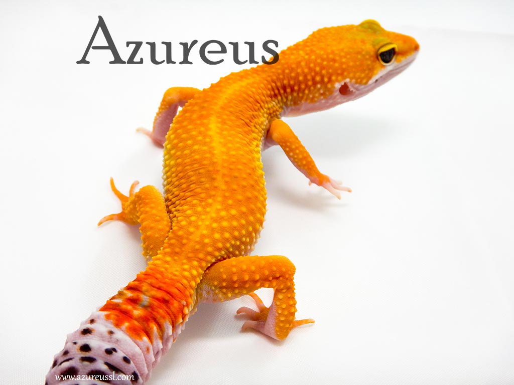 Mascotas niños/as y padres/madres: el gecko leopardo - Azureus