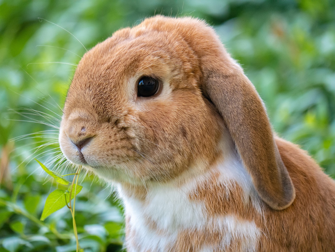 Mascotas para niños/as y padres/madres: el conejo - Azureus